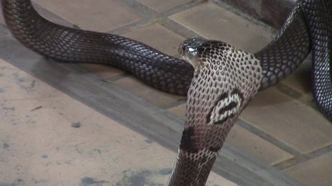 Detail video of the head of Monocled cobra in the snake farm in Bangkok, Thailand