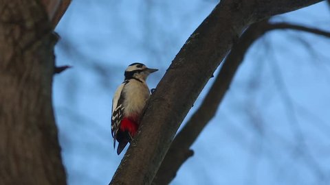 Great spotted woodpecker (Dendrocopos major) knocking on wood