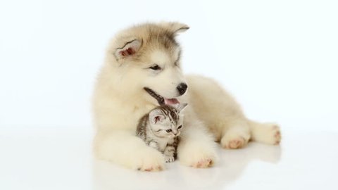Puppy embracing tiny kitten