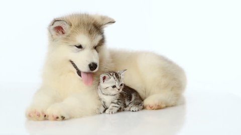 Alaskan malamute puppy and tiny kitten lying together