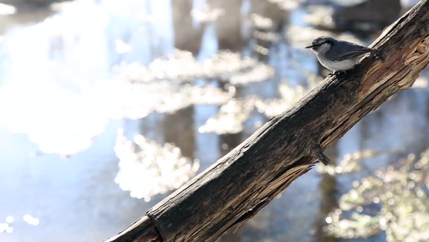 Wild nuthatch. Bird watching in the forest. Cheerful and happy birds jumping on a wooden pole. Siberian forest.