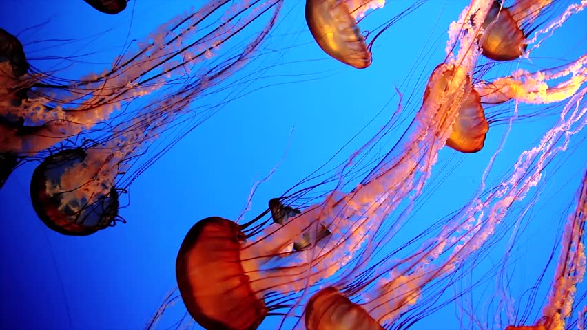 beautiful-group-jellyfish-chrysaora-fuscescens-float-stock-footage