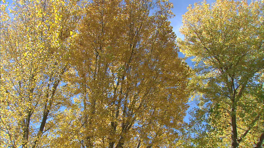 Alder Trees With Yellow Leaves In Autumn