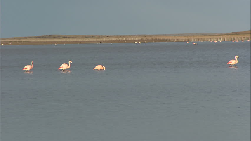 Chilean Pink Flamingos In Lake