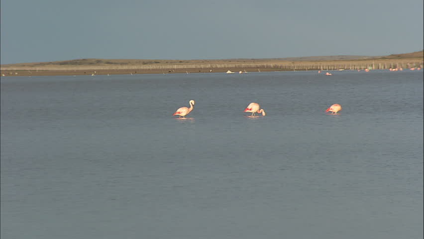 Chilean Pink Flamingos Feeding In Lake