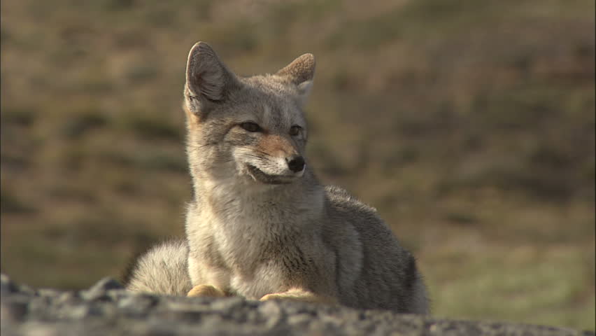 Patagonian Fox Close-up, Argentina