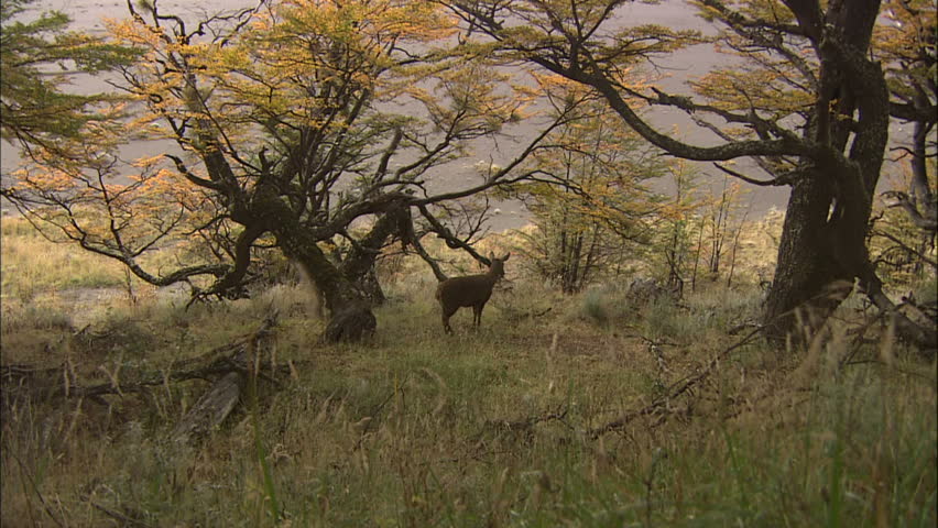 Alert Deer Standing Under Tree at Forest Edge, Patagonia, Argentina