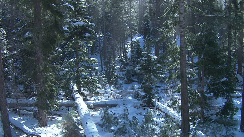 Snow Flurry In On Clear Day In The Forest, Lake Tahoe, California