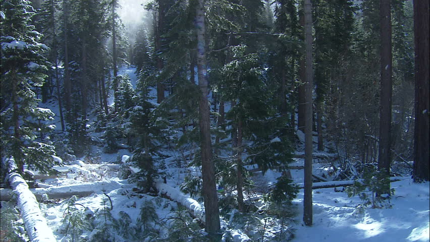 Snow Blowing Off Trees Into Rays Of Sunlight, Sierra Nevada Forest