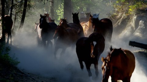 Horses galloping in Roundup on Dude Ranch with Cowboy Riders