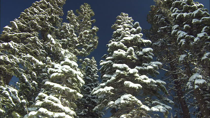 Snow Covered Pine Trees On A Sunny Day