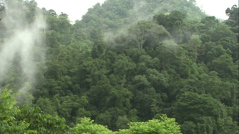Costa Rican Jungle Scape With Misty Clouds Moving By