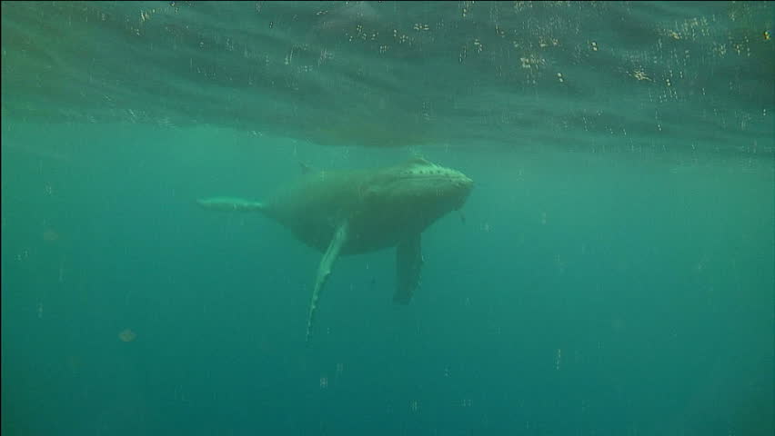 Humpback Whale Swimming Under Water, Close-Up