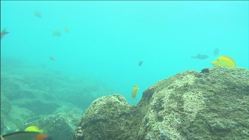 Hawaiian Reef Fish Moving With Current and Feeding From Rock