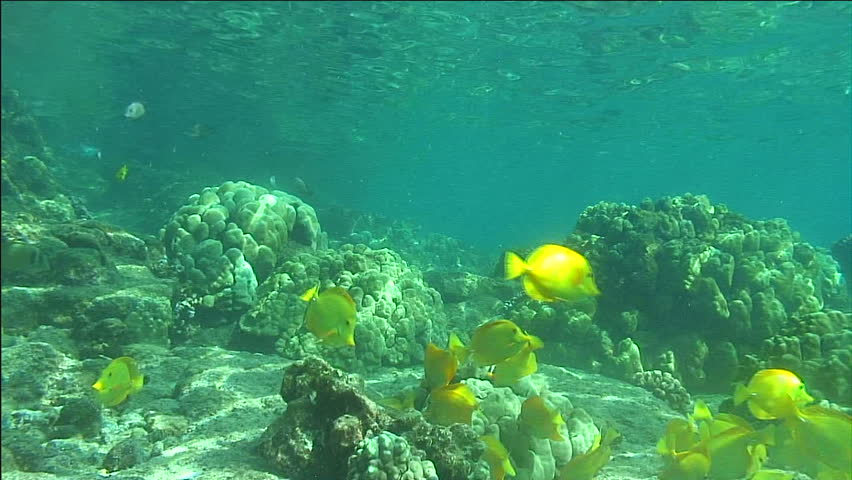 Sunlight Refracting Through Surface Onto Coral Reef and Various Tropical Fish,