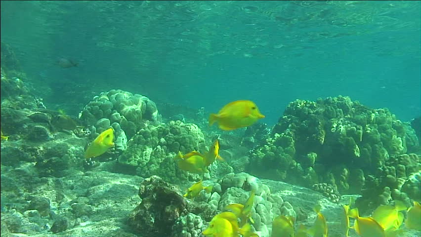 School Of Yellow Tang Swimming In Coral Reef, Hawaii