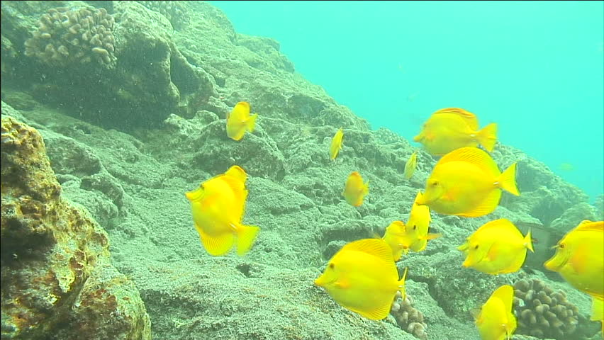 School Of Yellow Tang In Turquoise Water Feeding