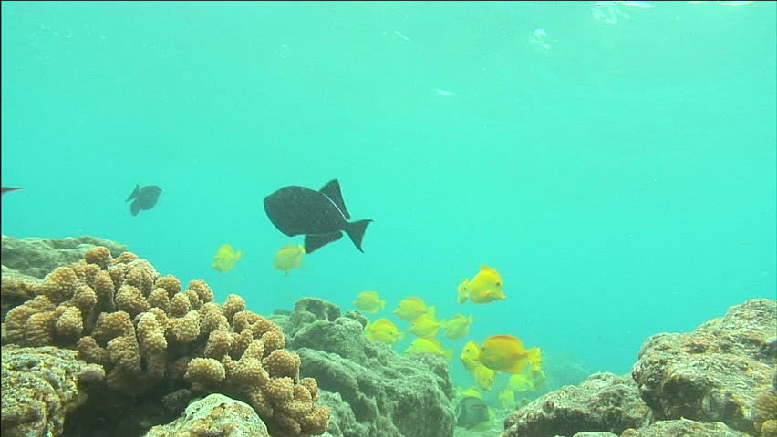 Black Trigger Fish And Yellow Tang Swim Among Coral, Hawaii