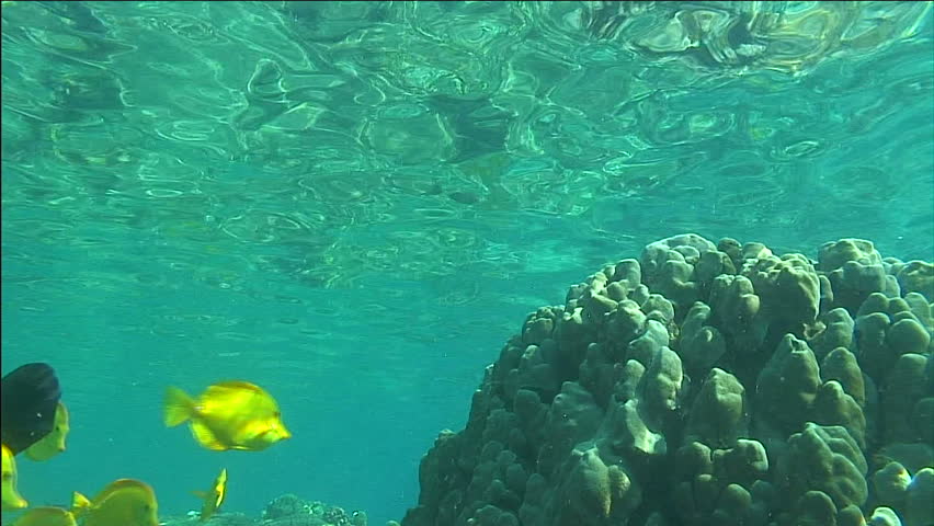 Yellow Tang and Black Trigger Fish Swim By Coral With Shimmering Surface Above
