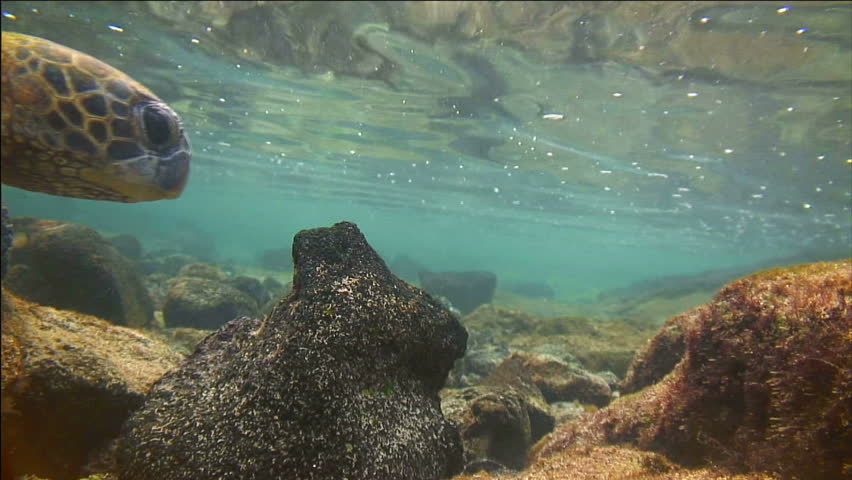 Sea Turtle Swimming Under Water