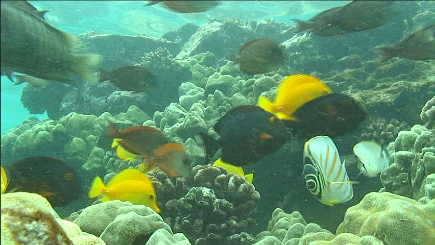 Tropical Reef Fish Swimming In Strong Current