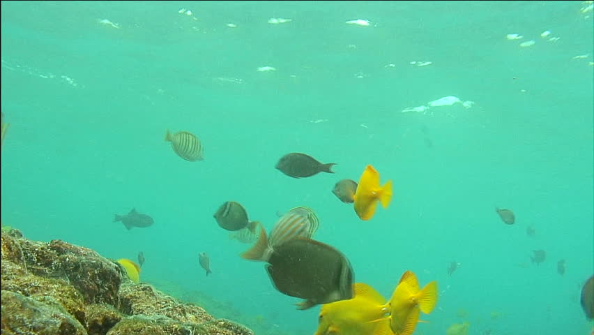 Tropical Reef Fish Swimming In Turquoise Water
