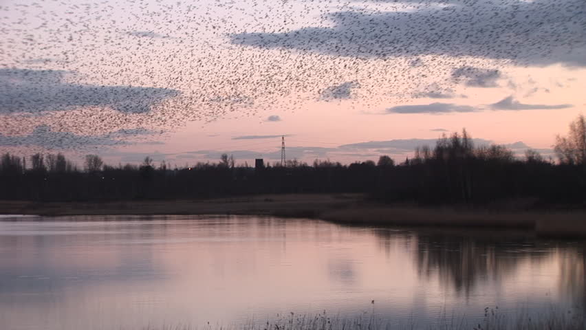 Reflection of birds on a lake