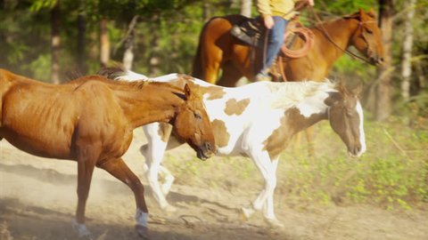 Galloping horses in Roundup on Wild west Cowboy Dude Ranch Canada