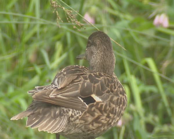 Eurasian teal or common teal (Anas crecca) preening. Birds preen to groom and repair feathers, to remove parasites and to keep themselves warm and dry,