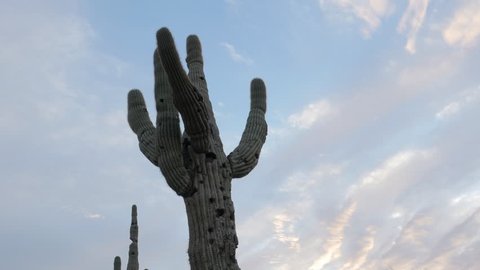 slider video of Saguaro Cactus in Sonoran Desert, Arizona, USA