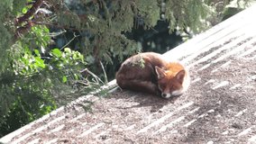 Urban fox (Vulpes Vulpes) sunning itself in a West London garden.
