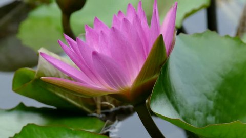 Pink Nymphaeaceae are members of this family are commonly called water lilies and live as rhizomatous aquatic herbs in temperate and tropical climates around the world