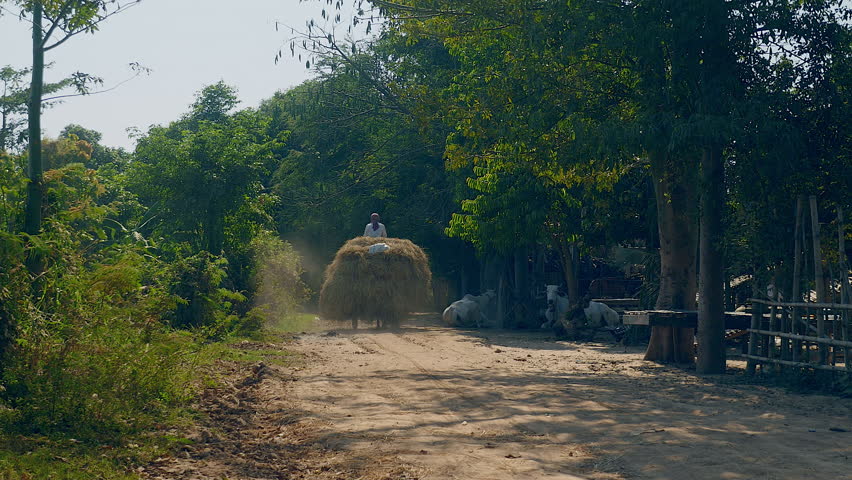 Back view of a farmer riding a horse cart heavily loaded with rice straw on path road
