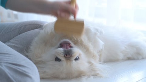 Girl scratching dog with a brush