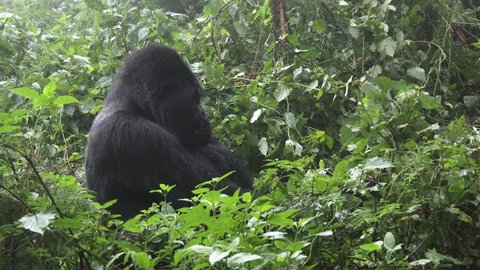 Mountain gorilla (gorilla beringei beringei)  Silverback Munyinya  from Hirwa group Stock Video