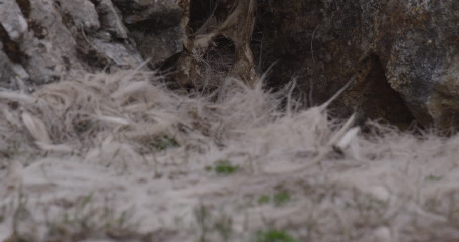 Tilt up of caribou skeleton in rocks, from fur along spine and ending on skull with antlers. - A009 C027 0714W8 001