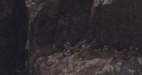 Slow motion tight on nesting gulls in bird cliff as snow falls and birds fly across frame and pan left to nesting guillemots landing on ledge-A008 C157 0717RF 001 B