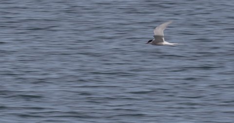 Slow motion of arctic tern flying with water in background A008 C094 0713EI 001