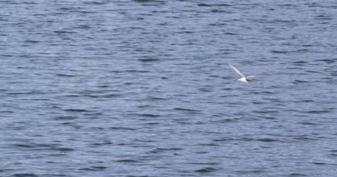 Slow motion shot of arctic tern working the sea looking for fish near Aselund and diving into water. A008 C095 0713DM 001 A