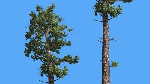 Sample Conifer, Two Tall Trees, Pinophyta,Tree on a Chroma Key, Alfa, Blue Screen, Coniferous Evergreen Tree is Swaying at the Wind, Woody Ptants, green crown, tree at sunny day, windy, breeze,