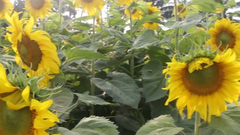Beautiful sunflower blooming in public park, stock video