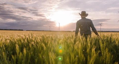 Wheat Field Farmer Walking Windmill Sunlight Landscape Nature Agriculture Growth Drone Footage Man Sky Renewable Energy