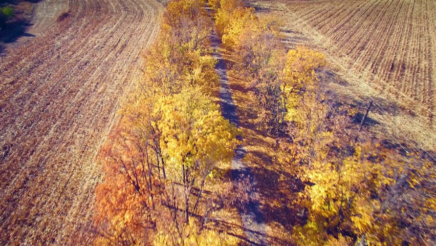Aerial view of suburban road with autumn trees on the edges