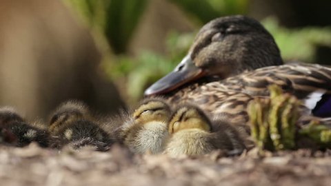 Mallard ducklings sleeping in a huddle while being watched over by mum. One drying off in the background.