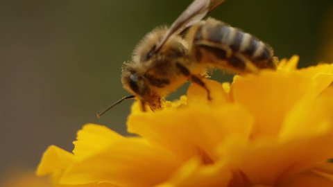 Bee gathering pollen