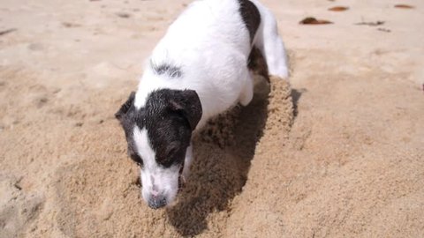 Dog Digging a Hole in Sand on the Tropical Beach