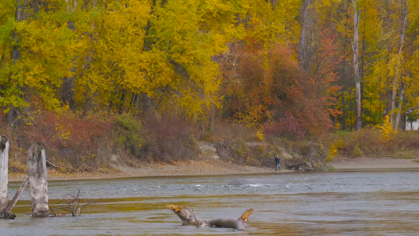 Bars of the felled trees sticking out of the water, autumn forest on the riverside, beautiful trees.  Autumn colors. Waterfront park.Washington state.Landscape video. 4K, 3840*2160, high bit rate, UHD