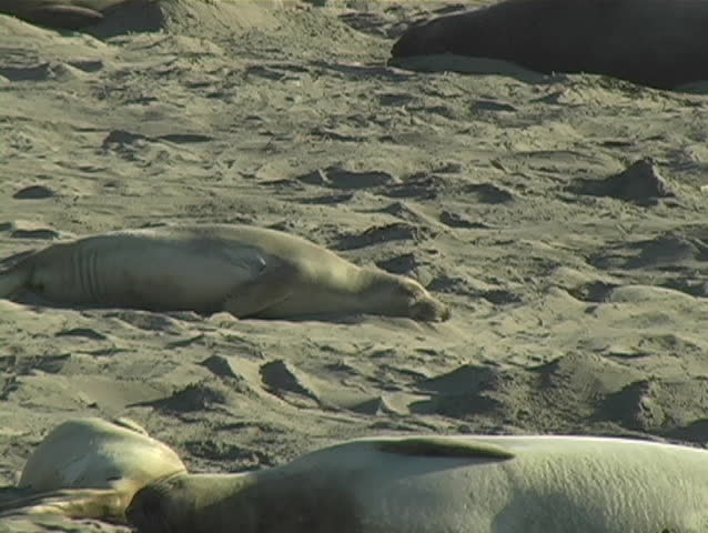 Elephant seals lying on the beach.
