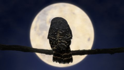 Owl at Night with Full Moon (4K)

Owl in the night looking and turning head in front of the full moon.
Full 4K combination of filmed owl and filmed full moon.  