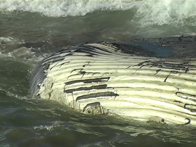 A Blue Whale that was killed by a large ship off the coast of Santa Barbara.